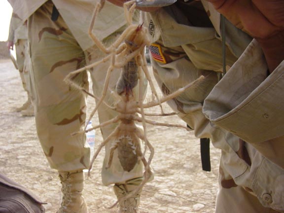 camel_spider1a.jpg