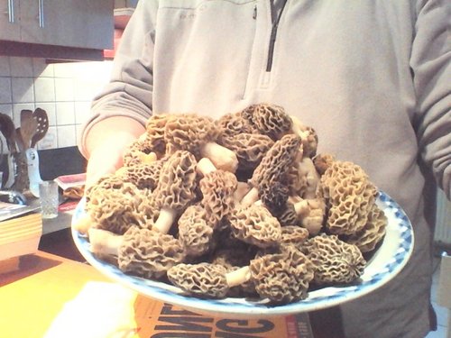 morilles 1 KG.jpg